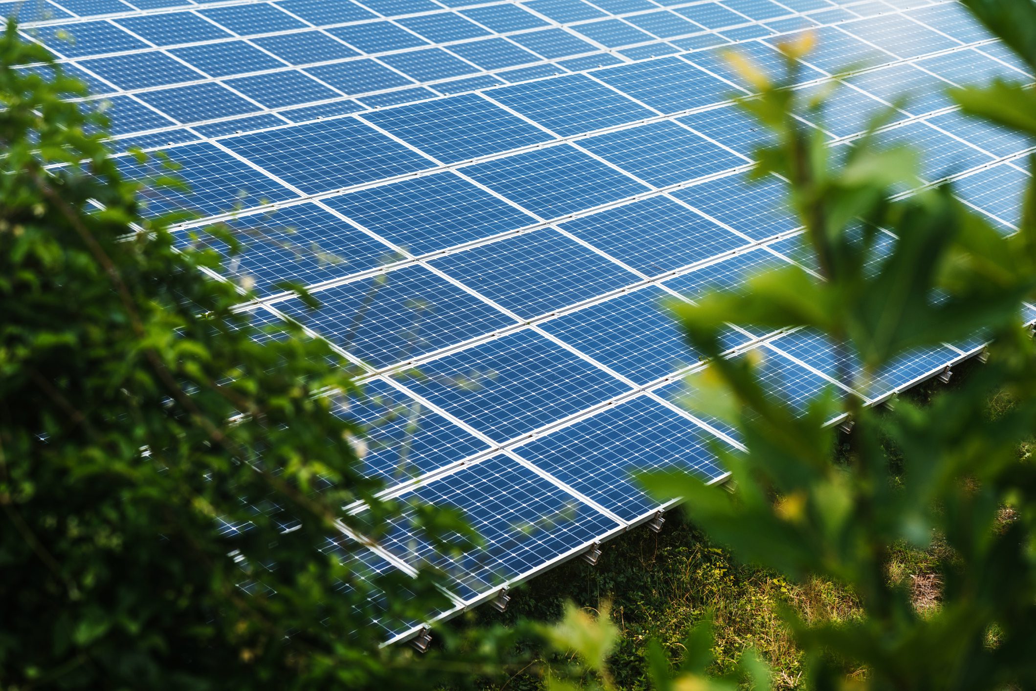 Solar panels installed in a field, partially obscured by green foliage. The panels are arranged in rows, capturing sunlight, with shadowing from nearby plants.