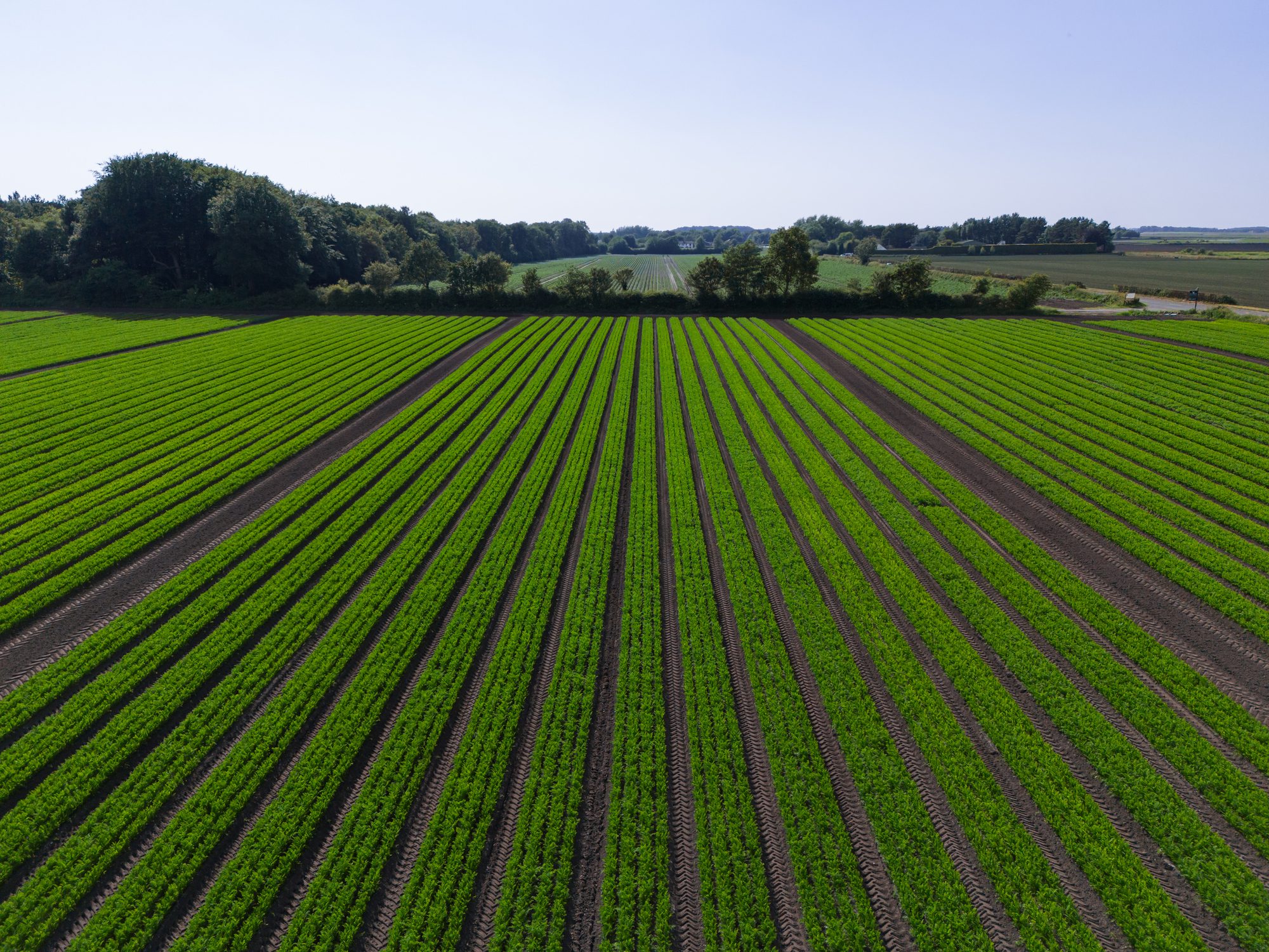 Aerial view of a lush green agricultural field with neatly arranged rows of crops under a clear blue sky.