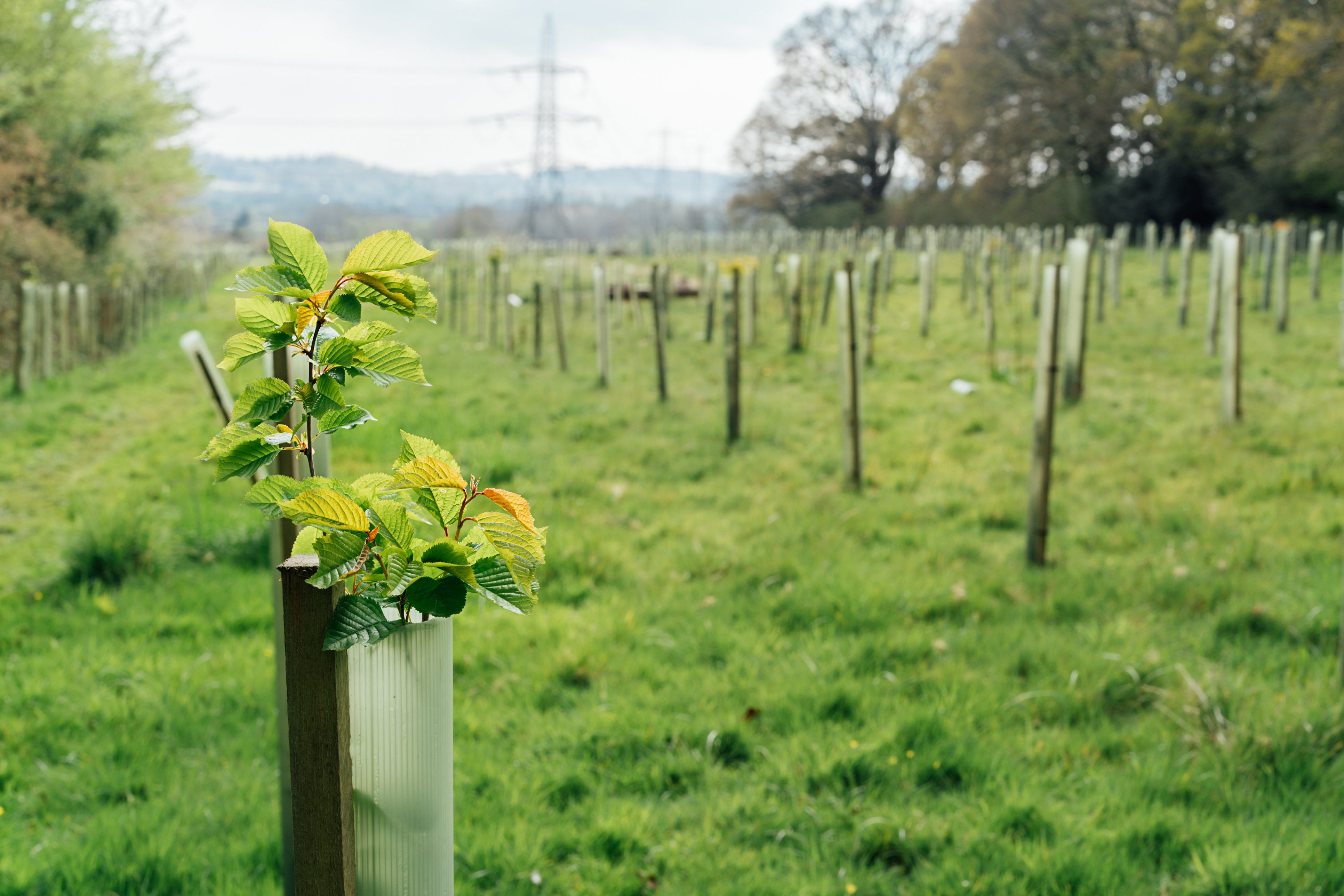 A close-up of a young plant with green leaves, growing in a protective tube on a field. In the background, rows of similar planted tubes are visible in a grassy area with scattered trees and power lines.