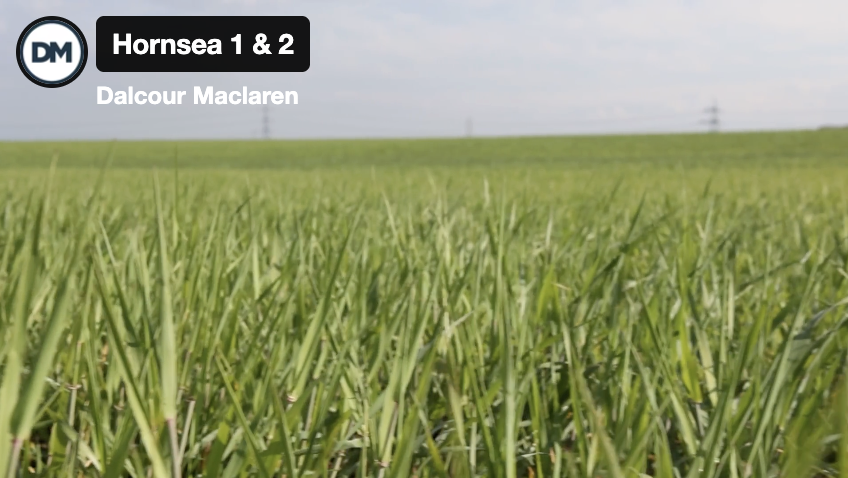 A close-up of green grass blades in a field under a cloudy sky. The background features a wide-open grassy area, with power lines visible in the distance. The image includes text labeling "Hornsea 1 & 2" and "Dalcour Maclaren".