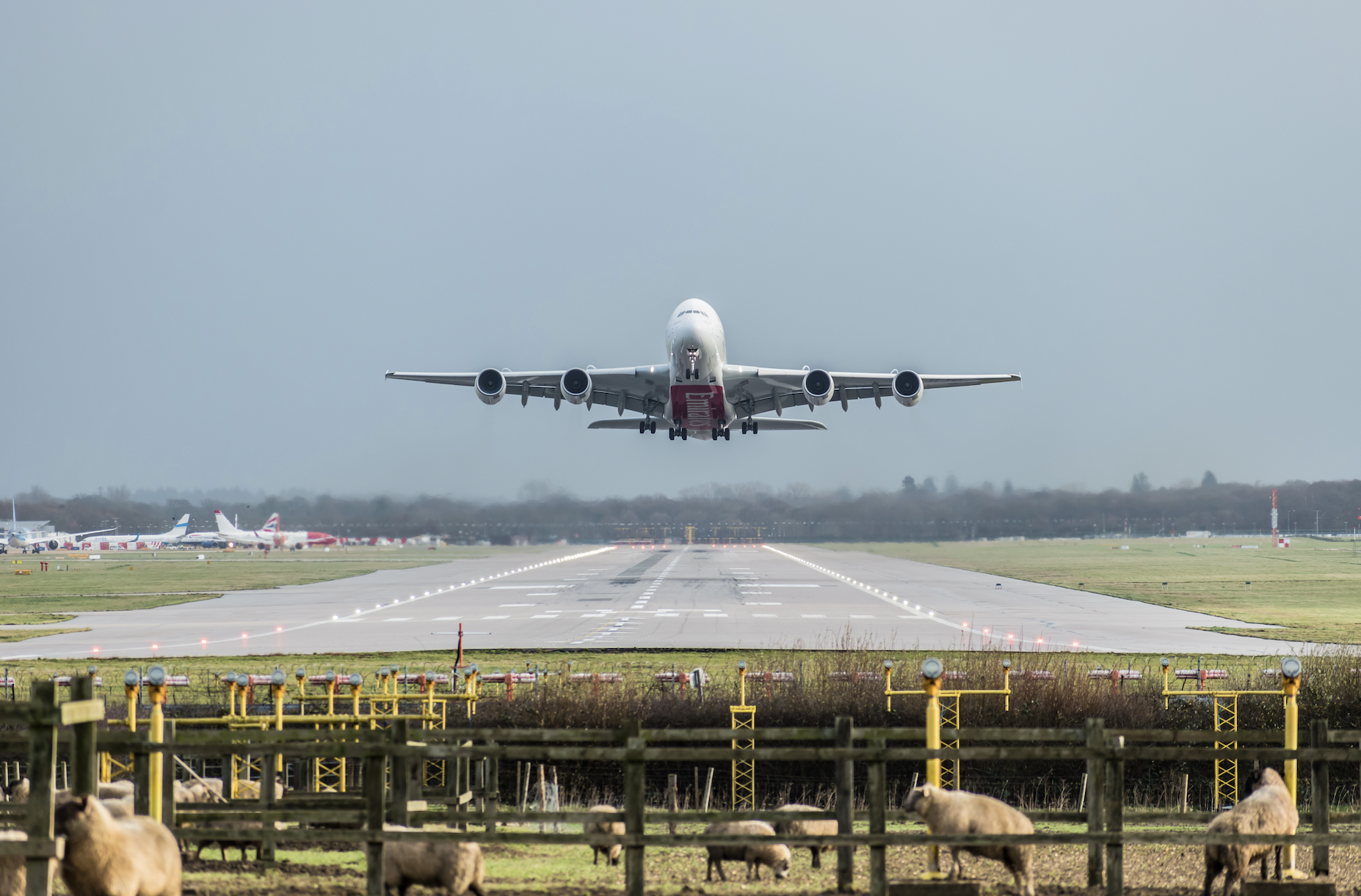 An airplane taking off from a runway, viewed from a distance, with sheep grazing in the foreground. The scene captures a cloudy sky and other aircraft parked on the tarmac.